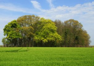 Tiny woodlands are more important than previously thought