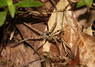 Global study finds predators are most likely to be lost when habitats are converted for human use