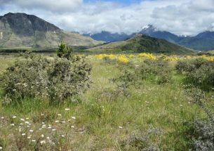 The temporal dimension of the ‘alien attack’ in plant-pollinator communities