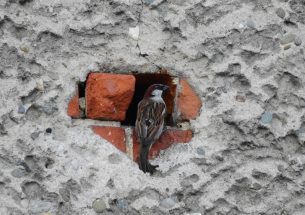 Energy-saving modernisation of villages may reduce farmland bird numbers