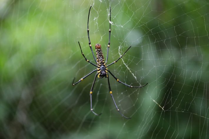 Golden orb-weaver. Nephila pilipes