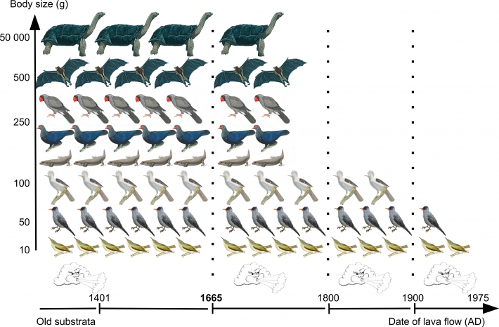 When importnant seed dispersing animals became extinct on Réunion