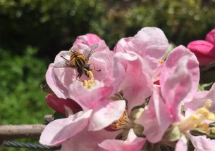 Call for policy makers to protect pollinators