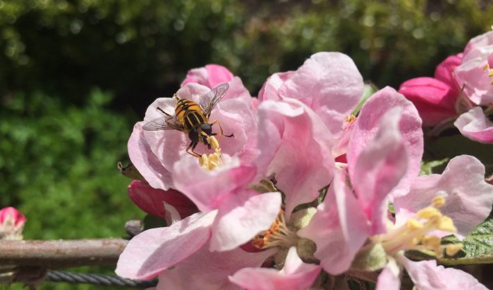 Pollinating insects could thrive if improvements are made to agri-environment schemes across Europe