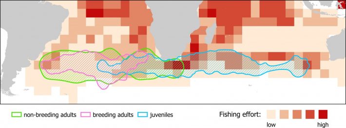 Juvenile Tristan Albatrosses use areas of ocean that expose them to risk of bycatch in fisheries