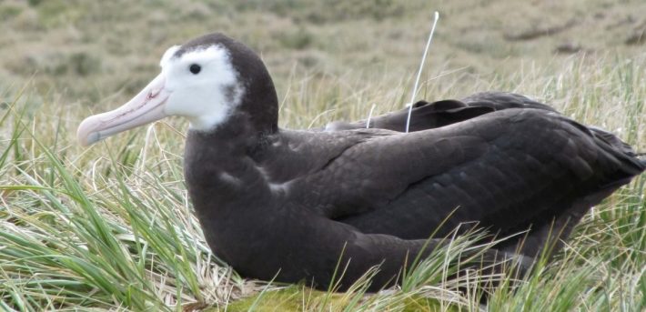 Juvenile Wandering Albatross