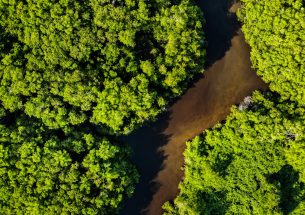 New software program could boost protections for animals on the move on land and at sea