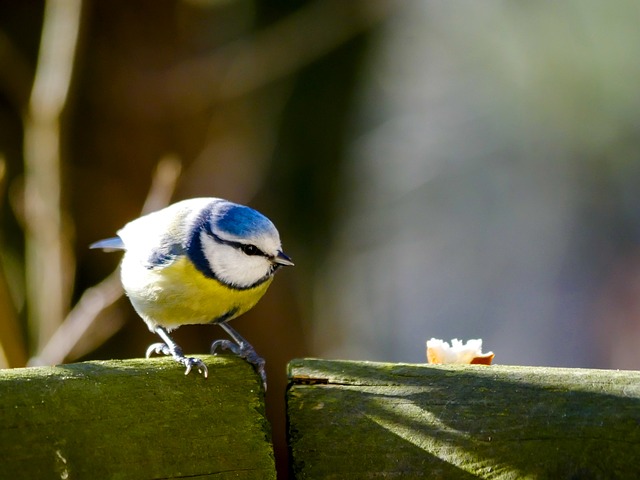 blue tit