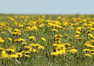 Why the British Ecological Society President mows round the dandelions in her lawn