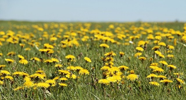 Mow around dandelions to support bees