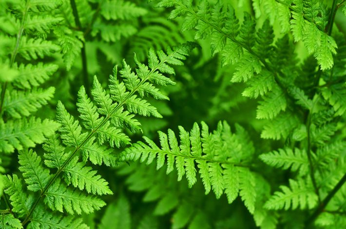 Close up image of fern