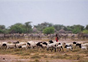 What’s good for livestock can be good for wildlife