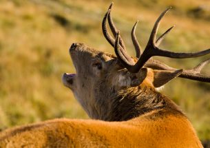 Understanding deer damage is crucial when planting new forests