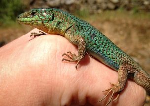 Lizards develop new 'love language'