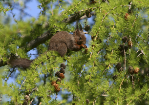 Parasite carried by grey squirrels negatively impacts red squirrel behaviour