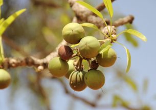 Birds, bees and butter – new study underlines importance of biodiversity for crop production and West African livelihoods