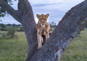 African lion numbers are being overestimated by survey methods