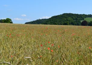 Wild bees depend on the landscape structure