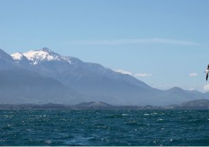 Wind beneath their wings –study finds albatrosses fine-tuned to wind conditions