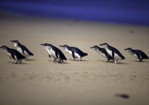 Learning about penguin’s diet may save marine life, study finds