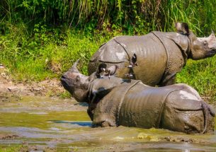 What actions played a crucial role in curbing the rhinoceros poaching in Nepal?