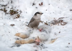 Snowshoe hare carcasses feed more then the usual suspects, study shows