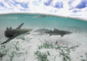 Lemon sharks – live fast, die young