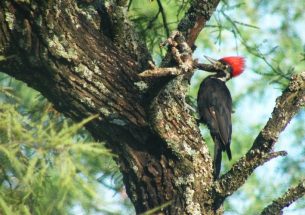 When landscapes change, conservation strategies must change as well