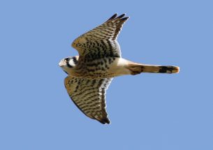 “Frequent Fliers’’: Study finds long-distance dispersal trend in American kestrels