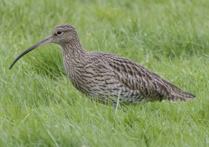 Debate needed on the potential culling of generalist predators such as crows and foxes to protect Europe's declining ground-nesting birds