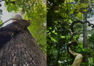 Lianas strongly impact forests in southern Amazonia