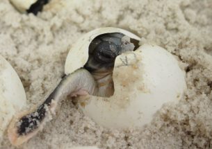 How temperature determines the sex of hatchling sea turtles