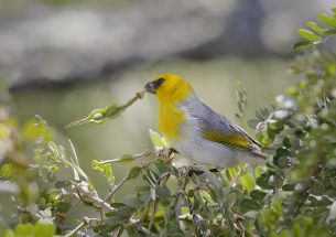 The forgotten fauna: introduced seed predators are no surrogate for extinct seed-eating animals on islands