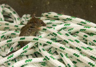 Tracking re-invasion of mice on offshore havens