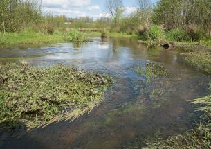 Development of a diagnostic tool for water bodies