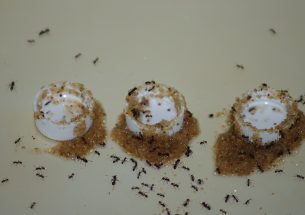 Ants adapt tool use to avoid drowning