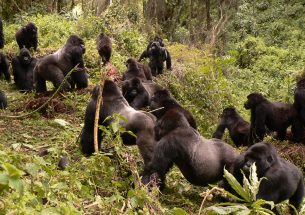 Mountain gorillas are good neighbours – up to a point