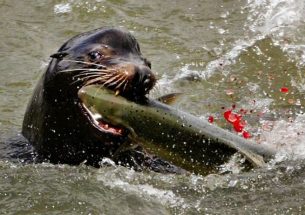 Early-arriving endangered Chinook salmon take the brunt of sea lion predation on the Columbia