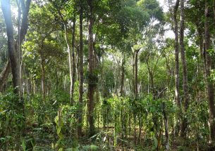 Vanilla cultivation under trees promotes pest regulation
