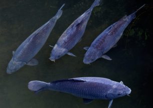 Australian carp virus plan 'dead in the water'