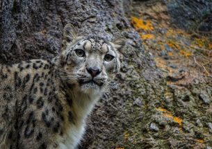 Snow Leopard researchers call for ethical standards for wildlife camera trapping
