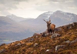 Opportunities for Implementing Biodiversity Net Gain in Scotland