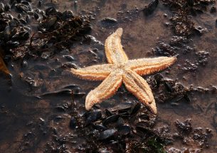 More frequent and extreme marine heatwaves likely to threaten starfish