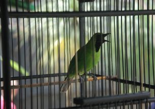 Characterising wildlife consumers to guide behaviour change efforts provides optimism amid the Asian Songbird Extinction Crisis