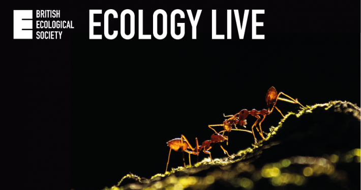 Ecology Live ants