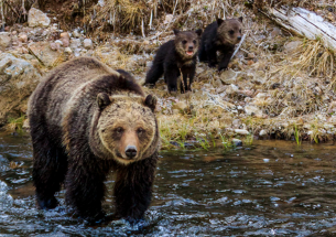 Lactating grizzly bears use cooling baths to avoid heat stress