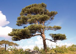 New research reveals the resilience of Scots pine trees to drought