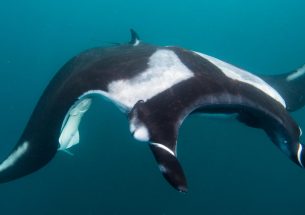 Diving beneath the waves with giant mantas off Peru