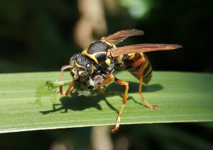 Wasps share resources on offshore island