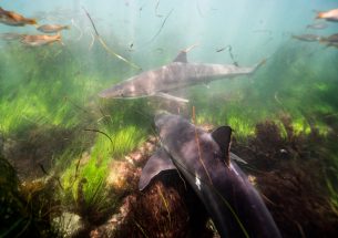 New research unlocks mysteries of soupfin shark migration and reproduction